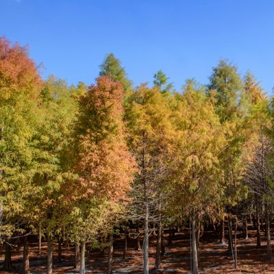 Bald Cypress Tree