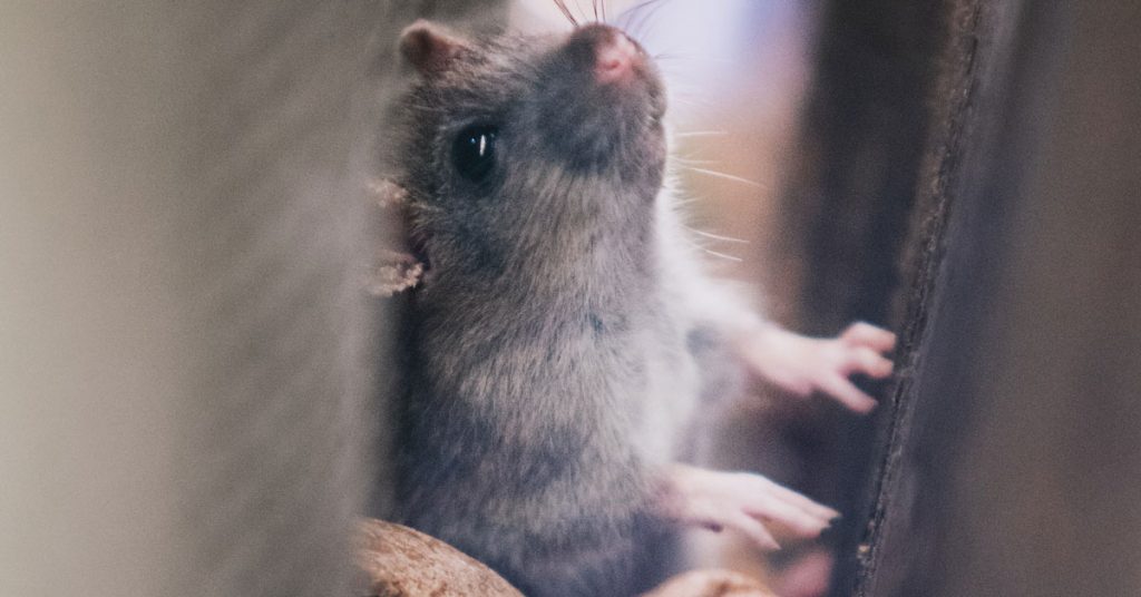 Prevent Mice Getting Into My Home | Pest Control Kings