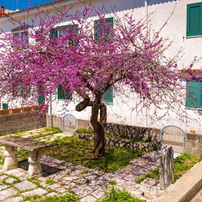 Judas Tree (Cercis siliquastrum)