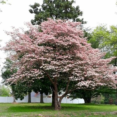 Dogwood Tree