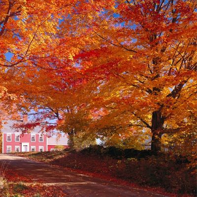 Sugar Maple Tree
