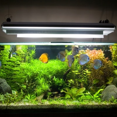 Fish
