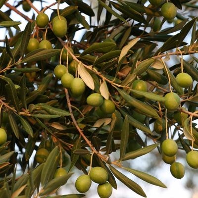 Olive Tree (Olea europaea)