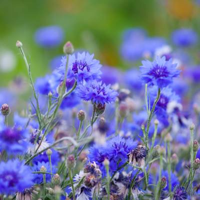 Cornflower (Centaurea cyanus)