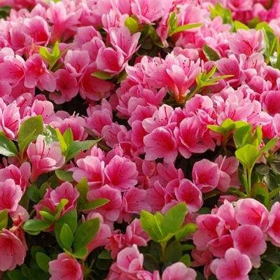 azalea