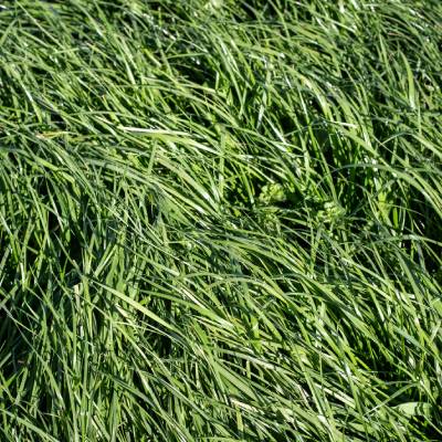 Tall Fescue
