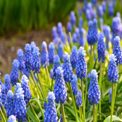 Grape Hyacinth (Muscari armeniacum)