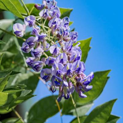 Kentucky Wisteria (Wisteria macrostachya)