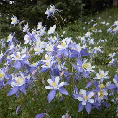 Colorado Blue Columbine (Aquilegia caerulea)