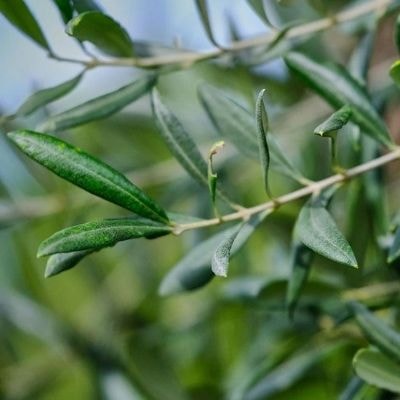 olive-tree