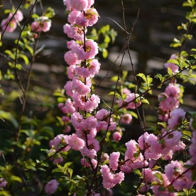 Pink Flowering Almond (Prunus glandulosa)