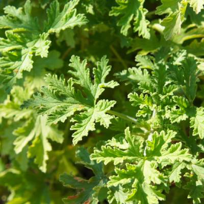 Scented-leaf Geraniums