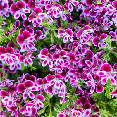 Angel Geranium