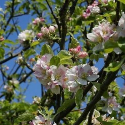 crab-apple-tree