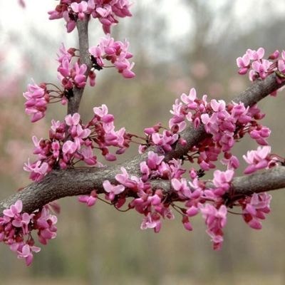 redbud-tree