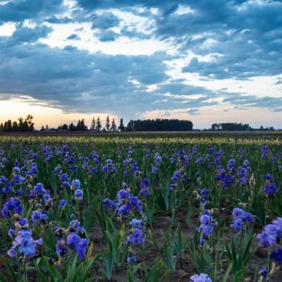 Blue Iris