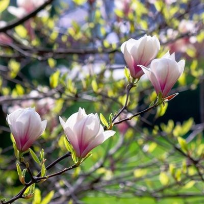Magnolia Tree
