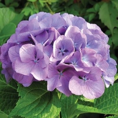 hydrangeas