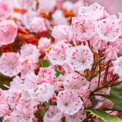 mountain-laurel