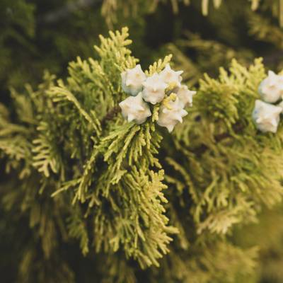 Thuja standishii