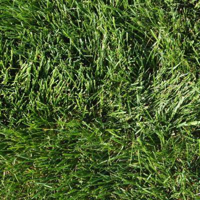 Kentucky Bluegrass