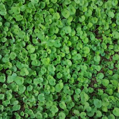 Dichondra