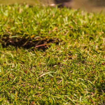 Centipede Grass