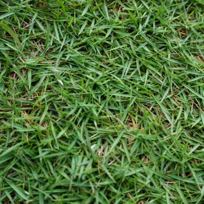 Zoysia