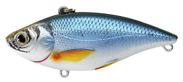 Live Target Golden Shiner Rattlebait