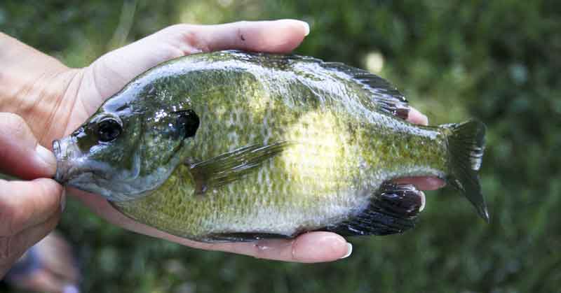 bluegill