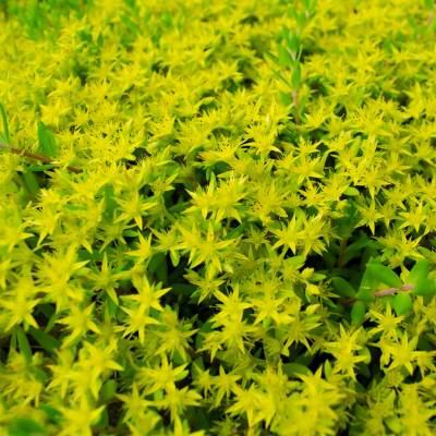 Moss Stonecrop