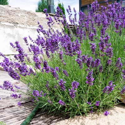 French Lavender