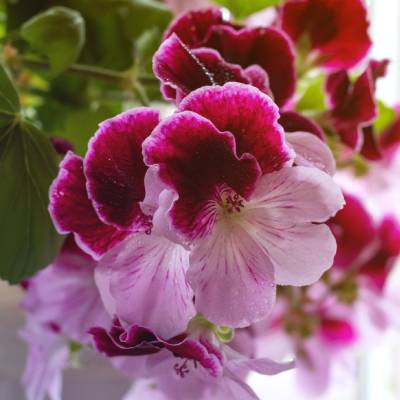 Regal Geraniums 