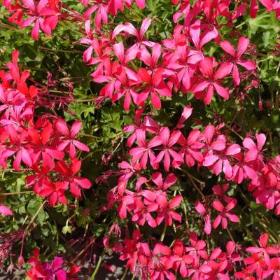 Ivy Geraniums 