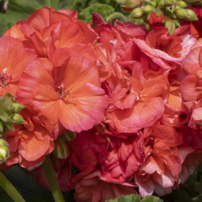 Zonal Geranium 