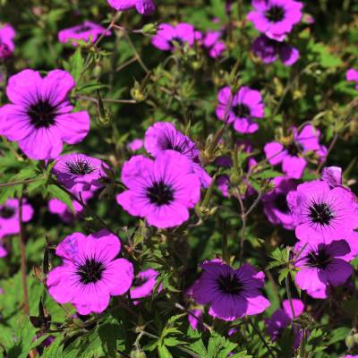 Cranesbill Geranium