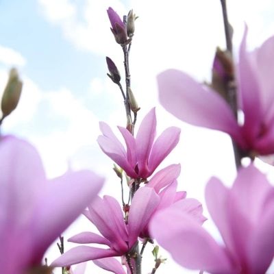 magnolia-tree
