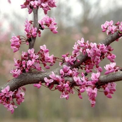 redbud-tree
