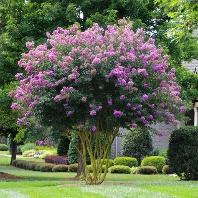 crape-myrtle