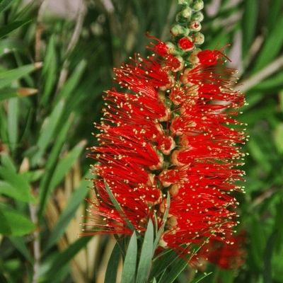bottlebrush-tree