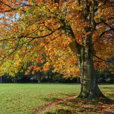 Red Oak Tree