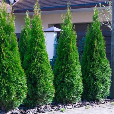 Green Giant Arborvitae Tree