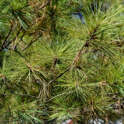 Eastern White Pine Tree