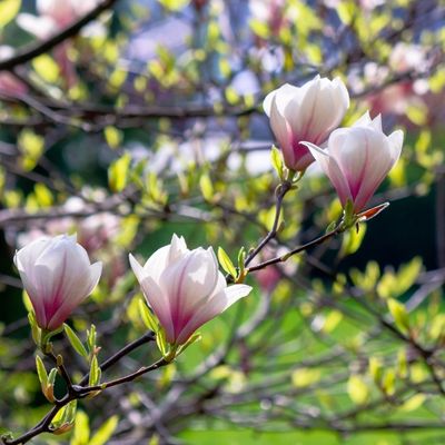 Magnolia Tree