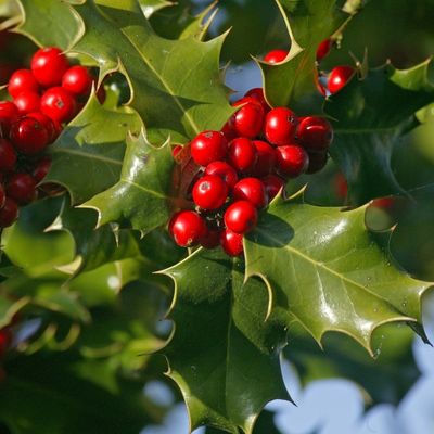 Holly Tree