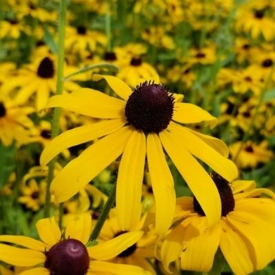 black-eyed-susan