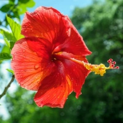 hibiscus