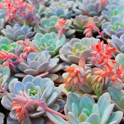 succulents