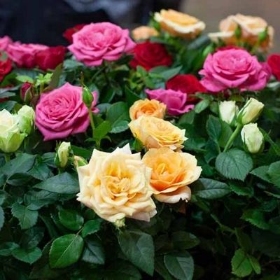 roses