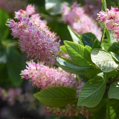clethra